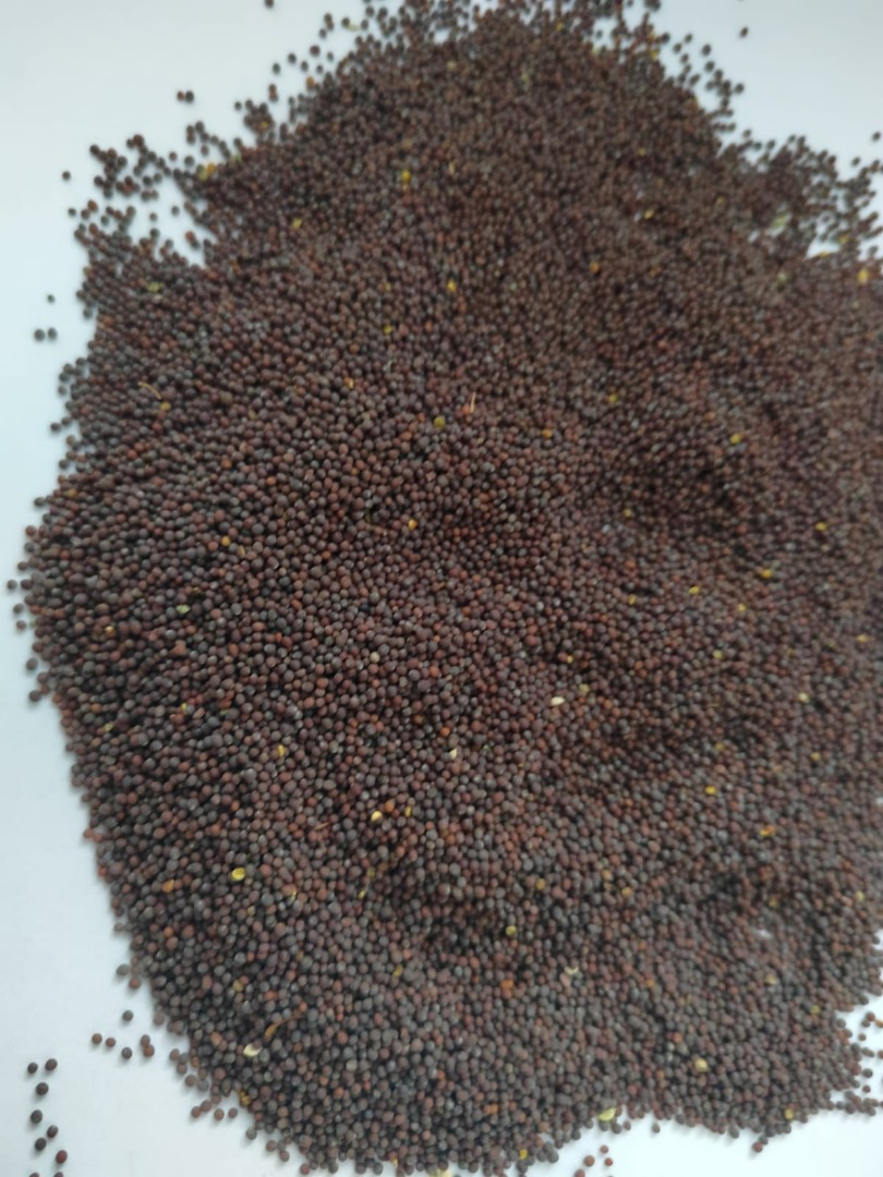 Nuestra empresa Ingran ofrece semillas de mostaza marrón (Brassica